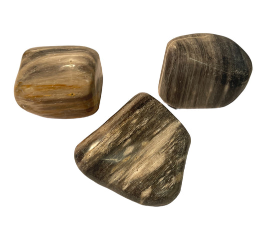 Fossil - Polished