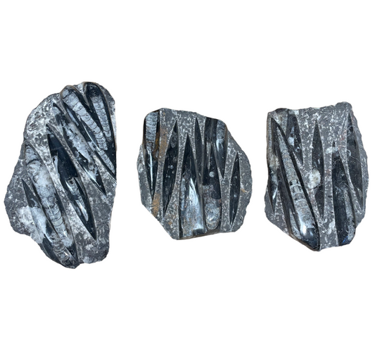 Orthoceras - fossil