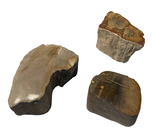 Fossil - polished window